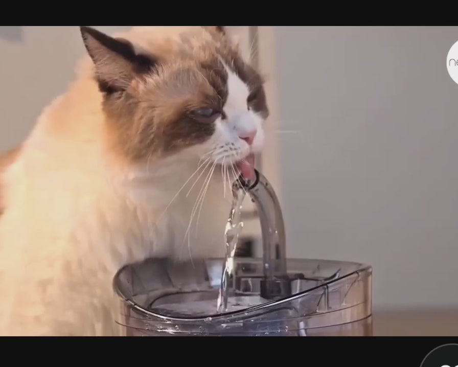 Fuente De Agua Para Mascotas Transparent